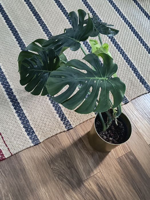 Zdrowa i duża Monstera
