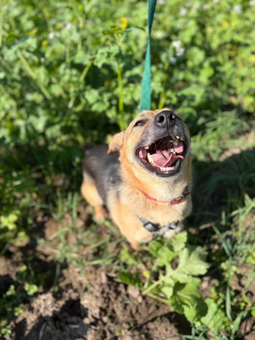 Cudowny pelen milosci samoec Kisiel do adopcji!