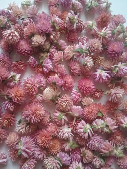 Gomfrena główki 300szt