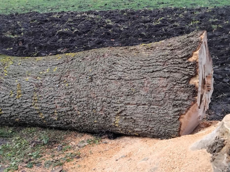 Продам стовбур ясена.