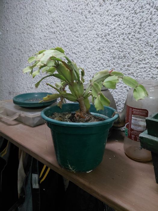 Vaso com suculenta 5€