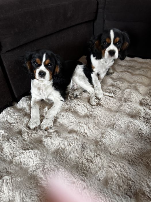 Cavalier king charles spaniel