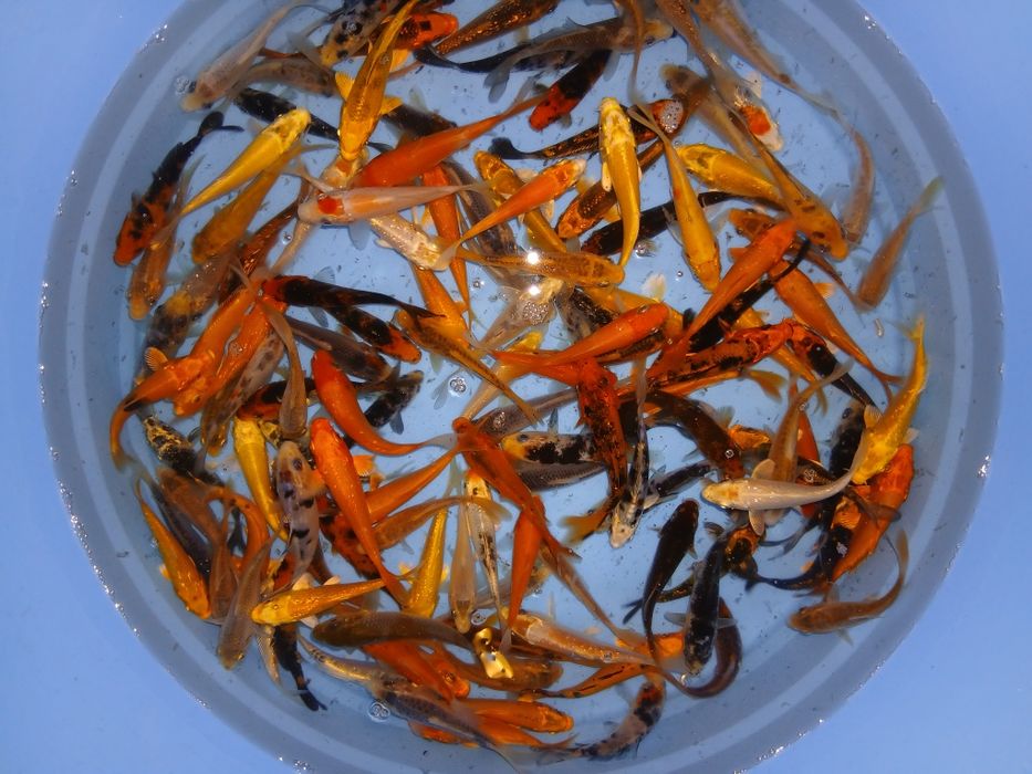 Carpas koi 7/9cm