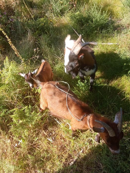 Vendo Cabras Anãs