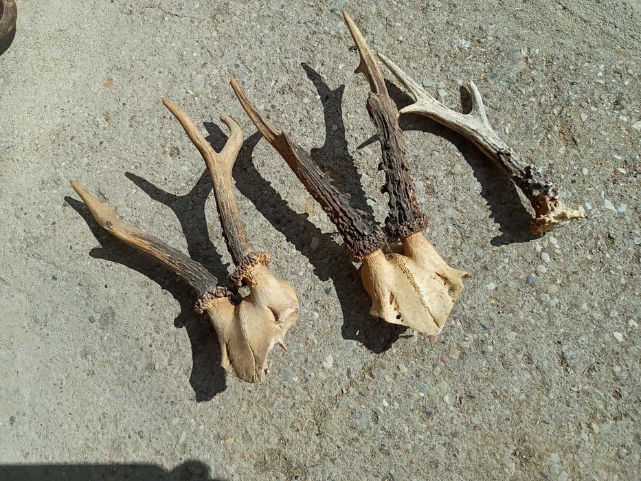 Starocie (sierp, strug, wiertarki, butelka, rogi).