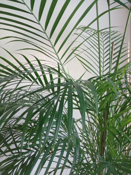 Kwiat Palma naturalna.