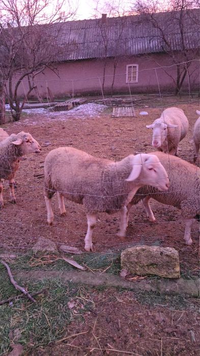 Лакони ярки и баранчики