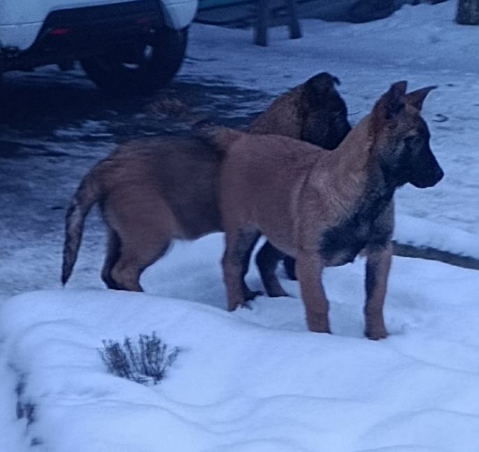 Цуценята МАЛІНУА , бельгійська вівчарка