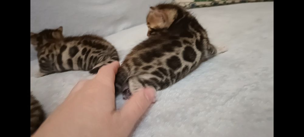 бенгальские котята, бенгальські кошенята, бенгали