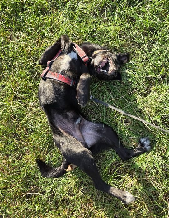 Kacper w poszukiwaniu domu na zawsze