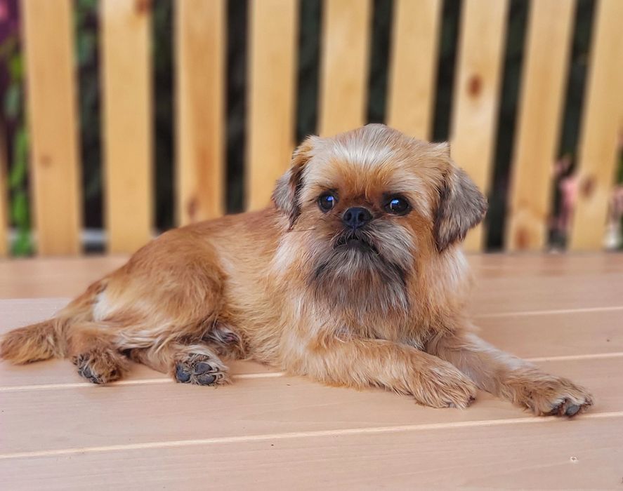 Хлопець для вязки брюссельського гріффона