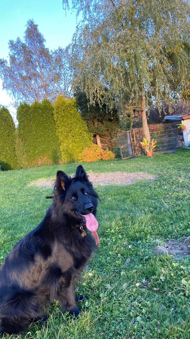 Zaginęła czarna sunia owczarka niemieckiego