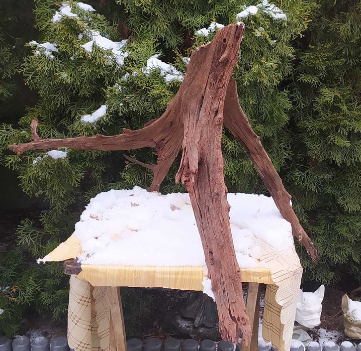 Wielki korzeń mangrowca