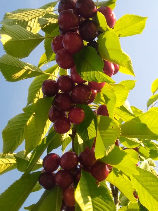 Хурма Ківі Черешня Персик Яблуня Груша Абрикоса Магнолія Рододендрон