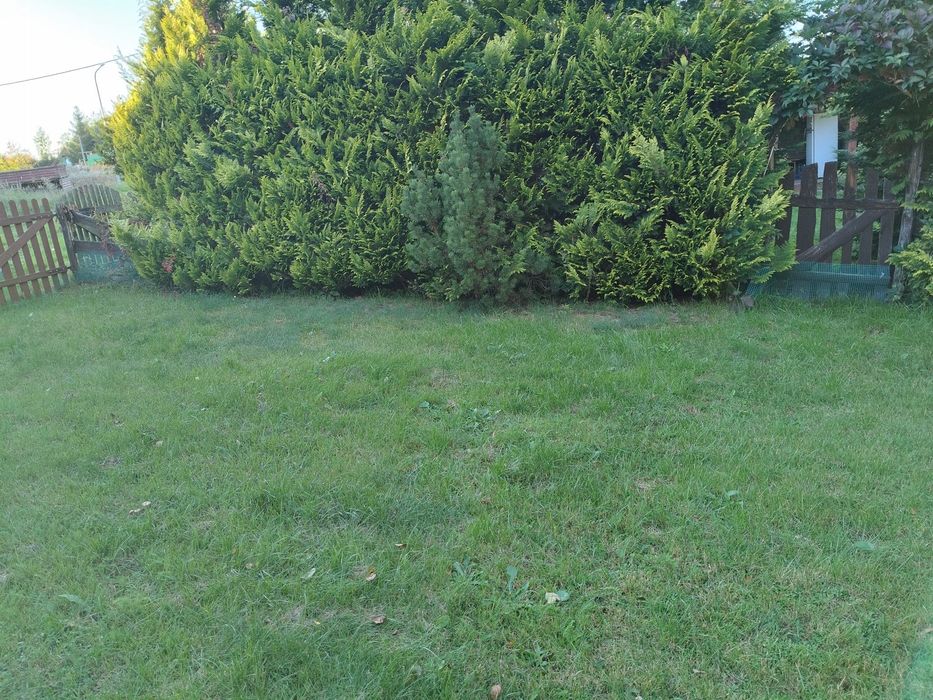 Odstąpię dzierżawę działki rekreacyjnej nad jeziorem Dejguny - Więcej