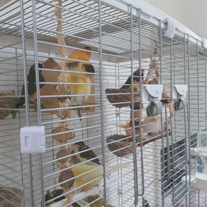 Vendo aves + gaiola grande e acessórios