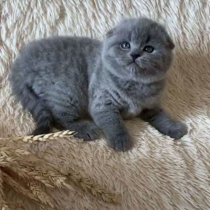 Продаються шотландські кошенята!
Шукаєте милого та лагідного друга? На