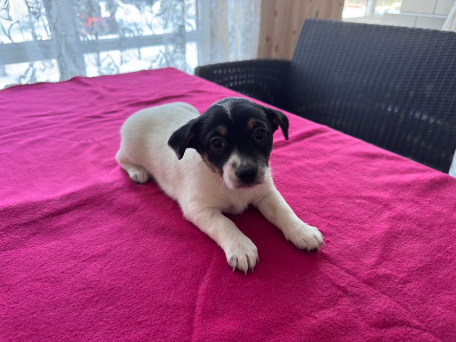 Jack Russell Terrier - suczka