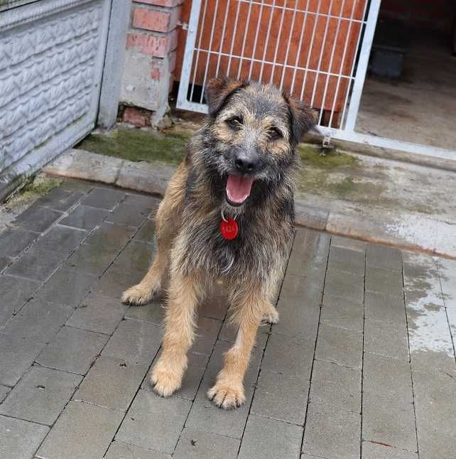 Timo czeka na dom...