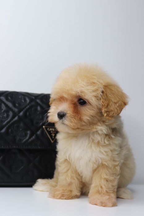 Мальтипу — маленьке щастя для вашого дому