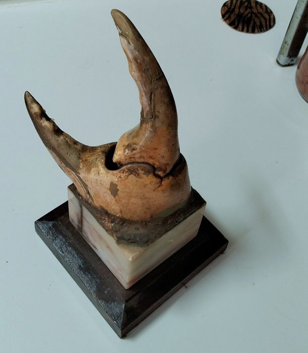 Escultura tenáz de sapateira