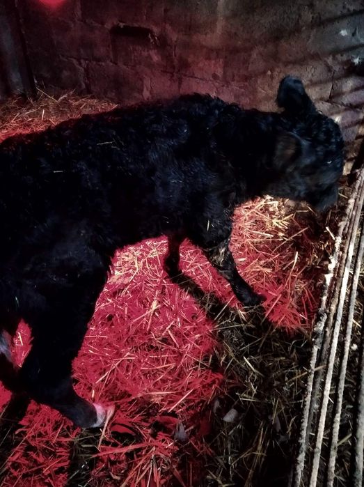 Продам теличку, недорого.