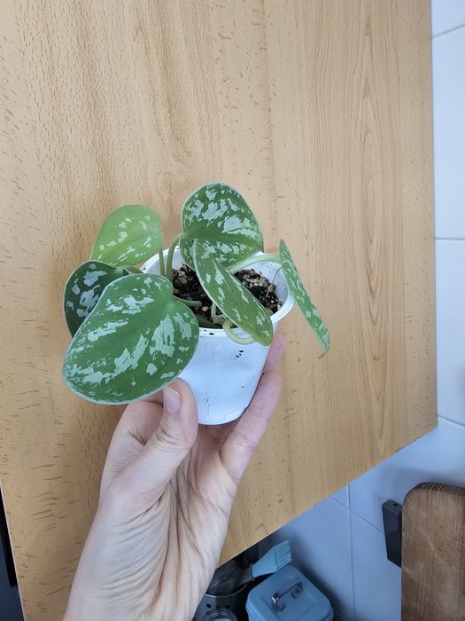 Plantas para troca/venda