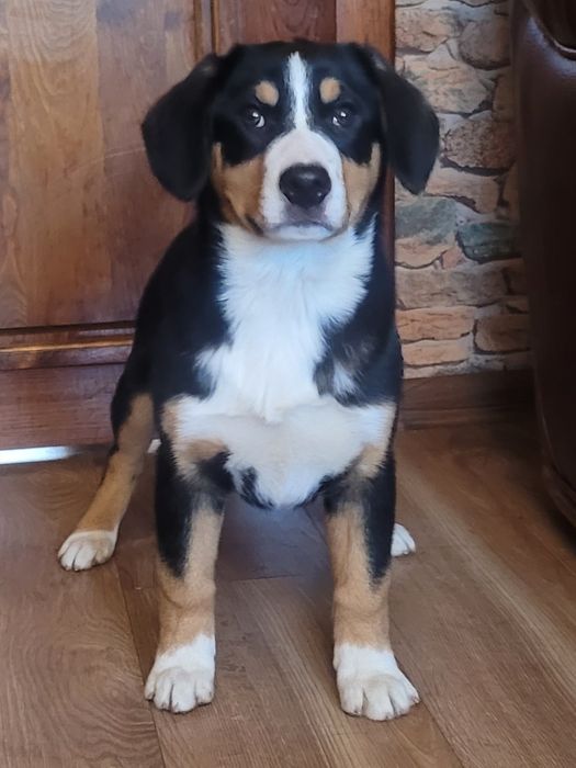 Entlebucher Szwajcarski Pies Pasterski FCI