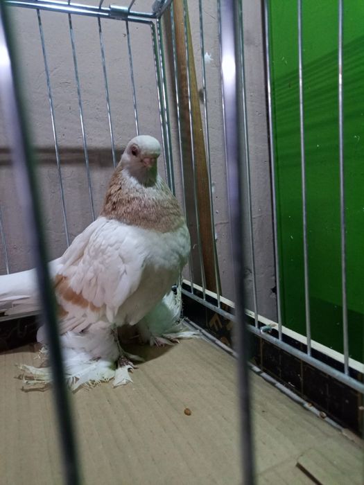 Blauwinder samczyk 25 rok