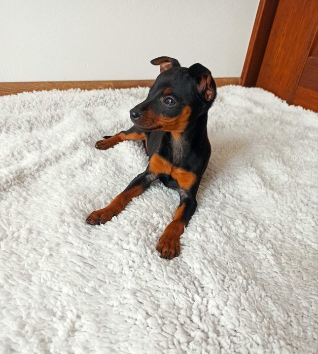 PINCZER piesek miniaturowy ratlerek  szczenię