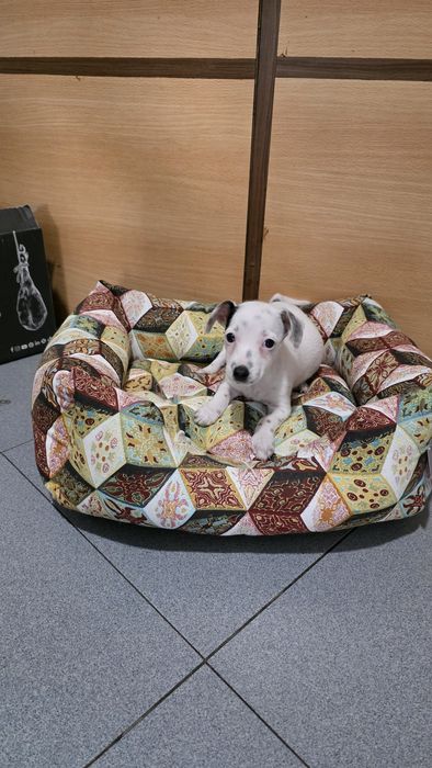 Jack russell fêmea