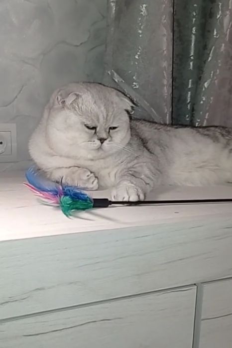 Шотландська страйт фолд котики