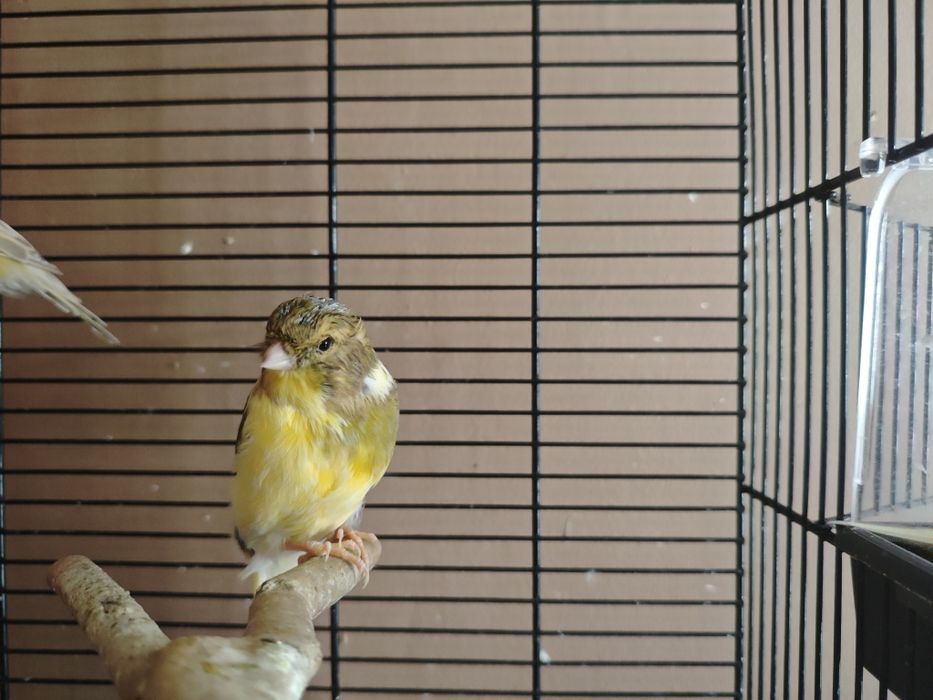 Kanarki samce i samice