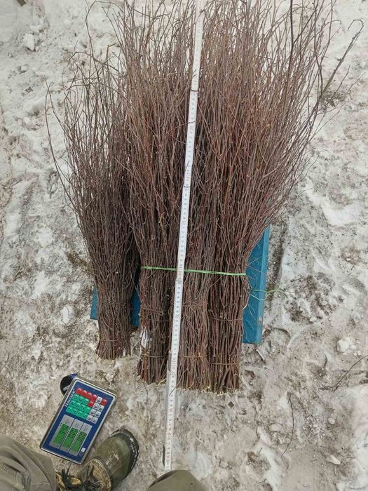 Мітла березова віник