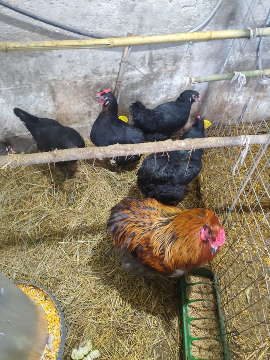 Ovos férteis Oliverejer