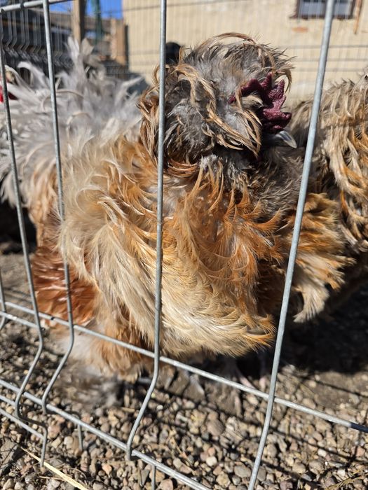 Kogut Silka lokowana