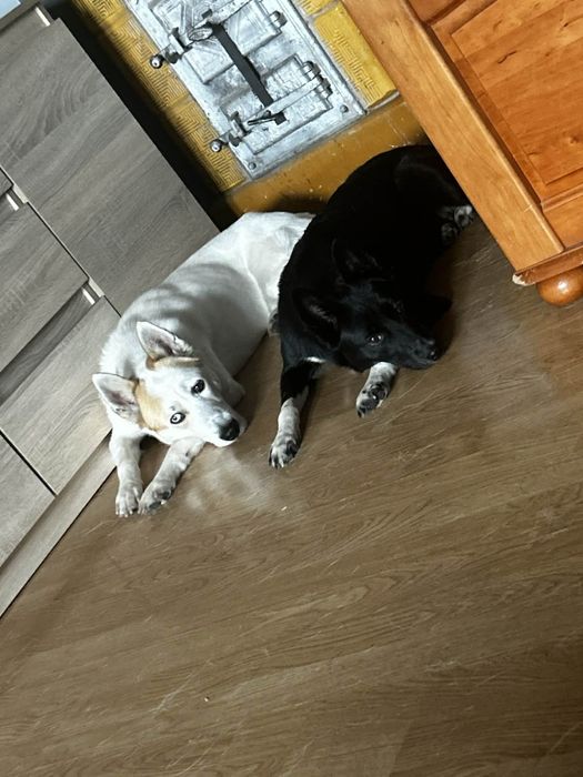 Pieski do adopcji za darmo