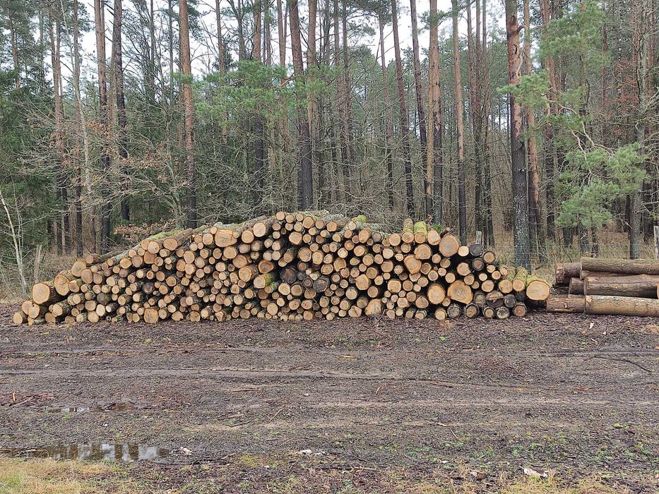 Drewno opałowe kominkowe