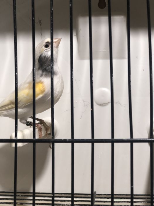 R1 MESTIÇO DE SERINUS SERINUS SEXO ND DE 2025