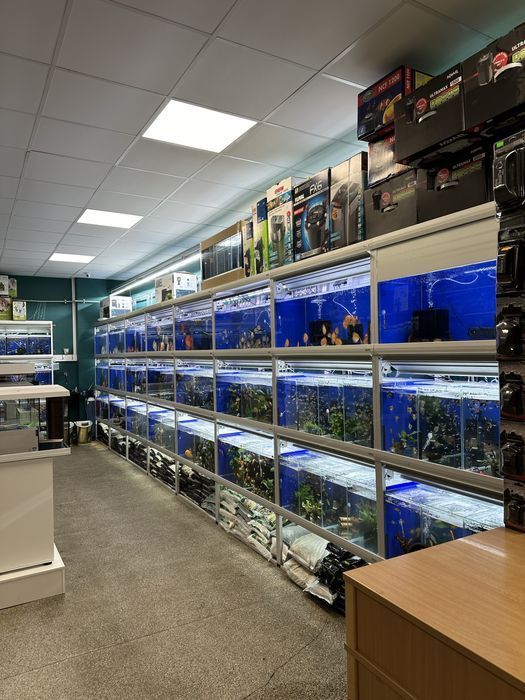 Paletki Discus Dyskowce mix odmian ok. 5cm