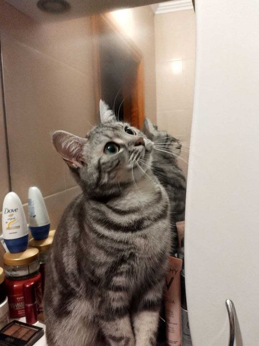 Американська короткошерста