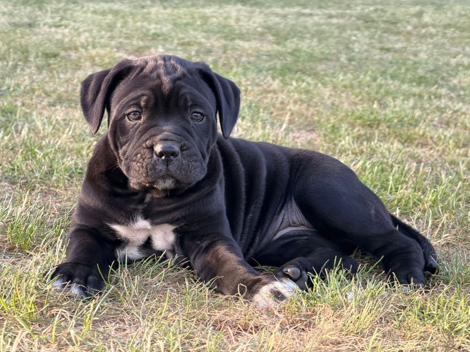 Cane Corso Italiano FCI
