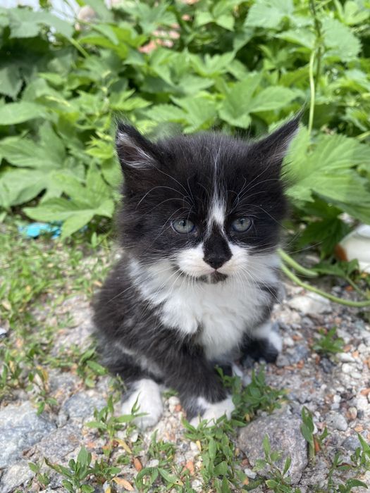 Кошенята безоплатно
