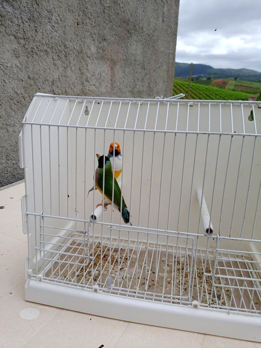 Diamantes de gould