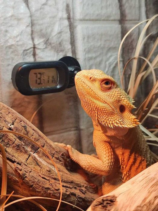 Таракан мадагаскарский. Кормовые насекомые.  Живой корм Кормові комахи