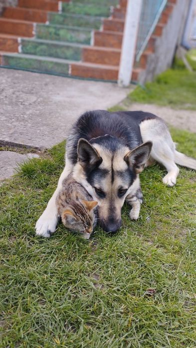 Цуценята німецької вівчарки