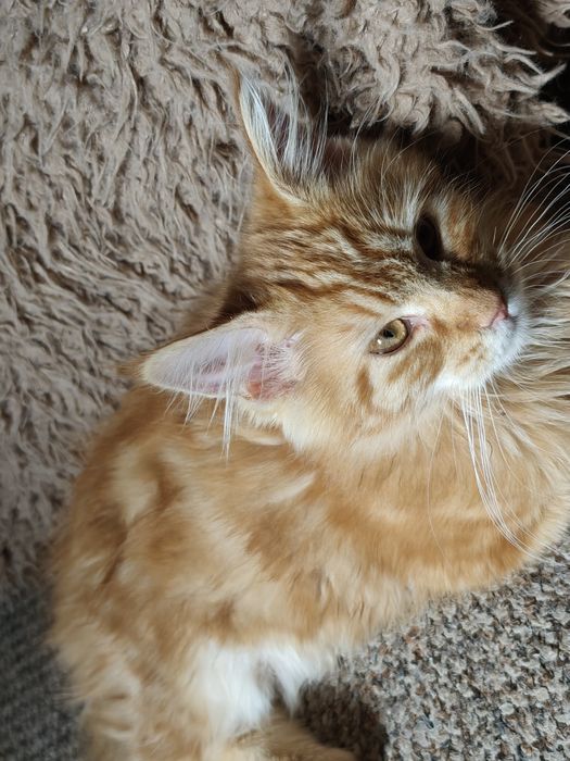 Dziewczynka Maine Coon