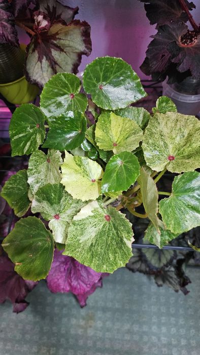 Бегония Руж вариегата, Макулата Мега Дот