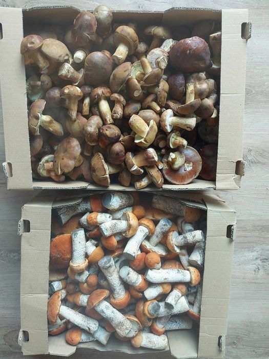 Grzyby tegoroczne suszone