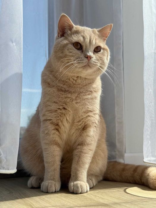 kotek brytyjski liliowy niebieski